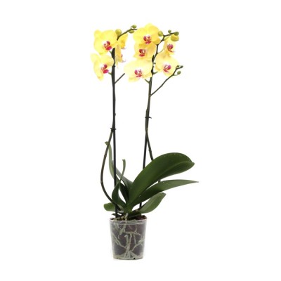 Phalaenopsis Orchid Yellow - Orchid Plant