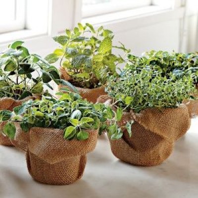 Buy & send live plants for Gift Online at low price on Plantsguru..com