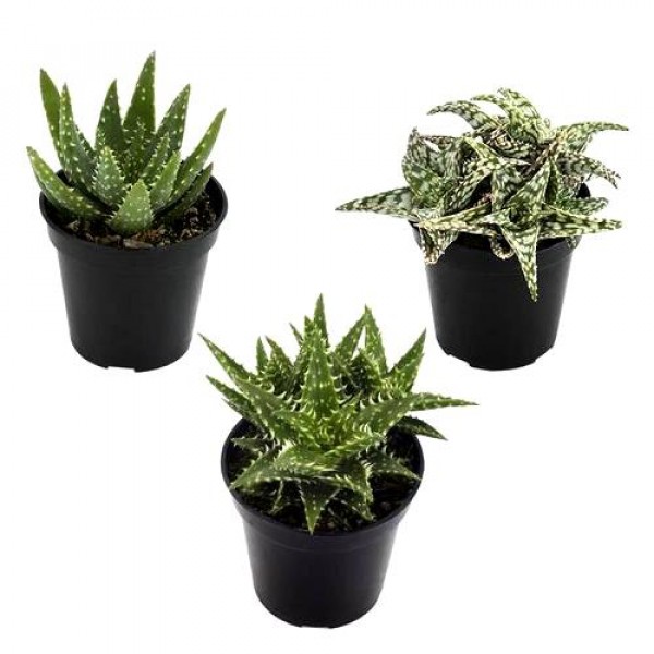 Aloe Succulent Plant Pack (Pack of 3 Varieties)