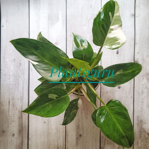 Philodendron White Princess Plant