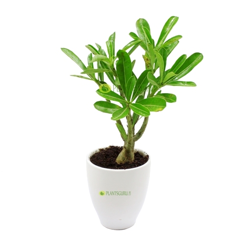 Cactus & Succulent for sale - Buy Cactus & Succulents Online at best ...
